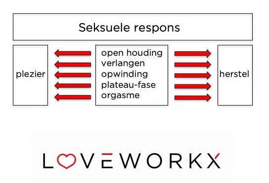 Diagram of the sexual response cycle: open attitude, desire, arousal, plateau phase, orgasm, between pleasure and recovery.